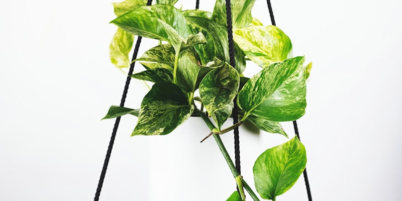 2026年美加墨世界杯三大主办国体育场外观全景图